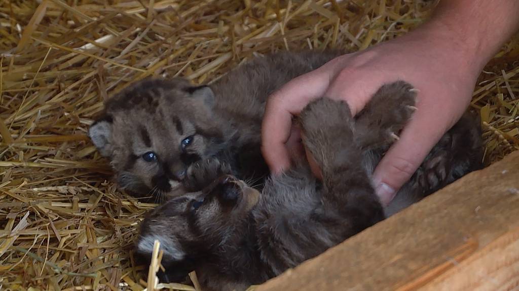 Puma-Nachwuchs im Plättli Zoo