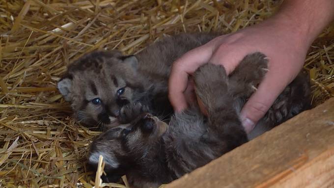 Puma-Nachwuchs im Plättli Zoo