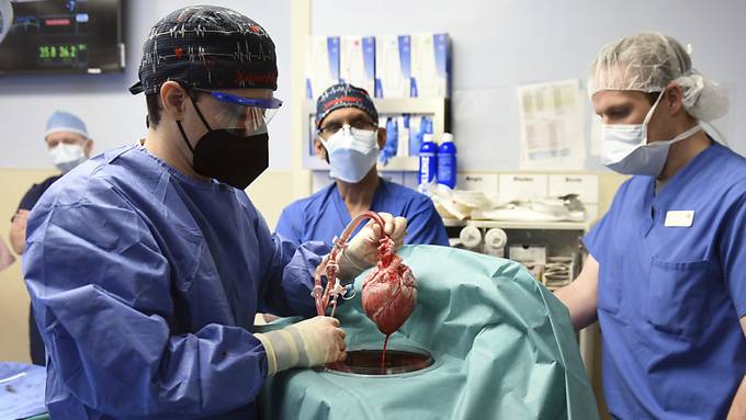 Nach Schweineherz-Transplantation: Patient nach zwei Monaten gestorben