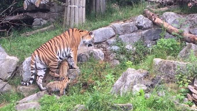 Tigerbabys erkunden den Walter Zoo