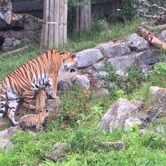 Tigerbabys erkunden den Walter Zoo