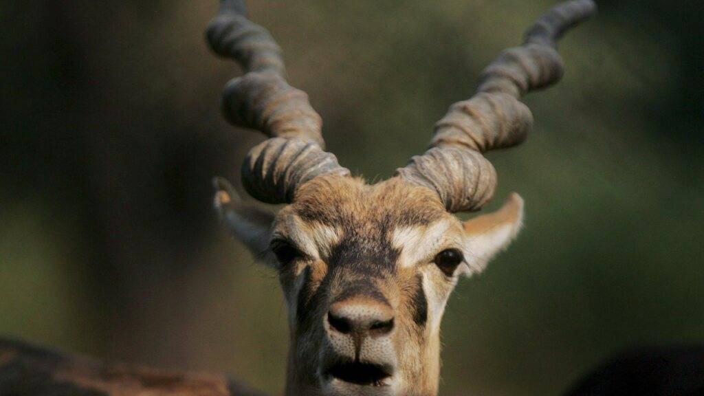 Wer die Hirschziegenantilope in dem Wiener Zoo erschossen hat, blieb offen. (Archivbild)