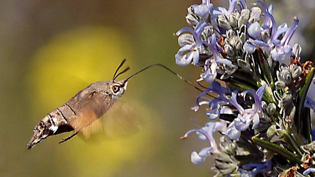 Blütenpflanzen und Insekten sind aufeinander angewiesen. Solche gegenseitigen Abhängigkeiten erhöhen das Risiko, dass das Artensterben sich wie eine Kettenreaktion auf weitere Spezies ausweitet. (Symbolbild)