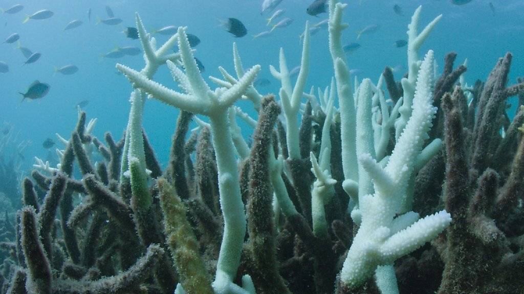 Die Korallen am Great Barrier Reef müssen  grosse Schäden wegen einer erneuten Korallenbleiche verkraften. (Bild: WWF)
