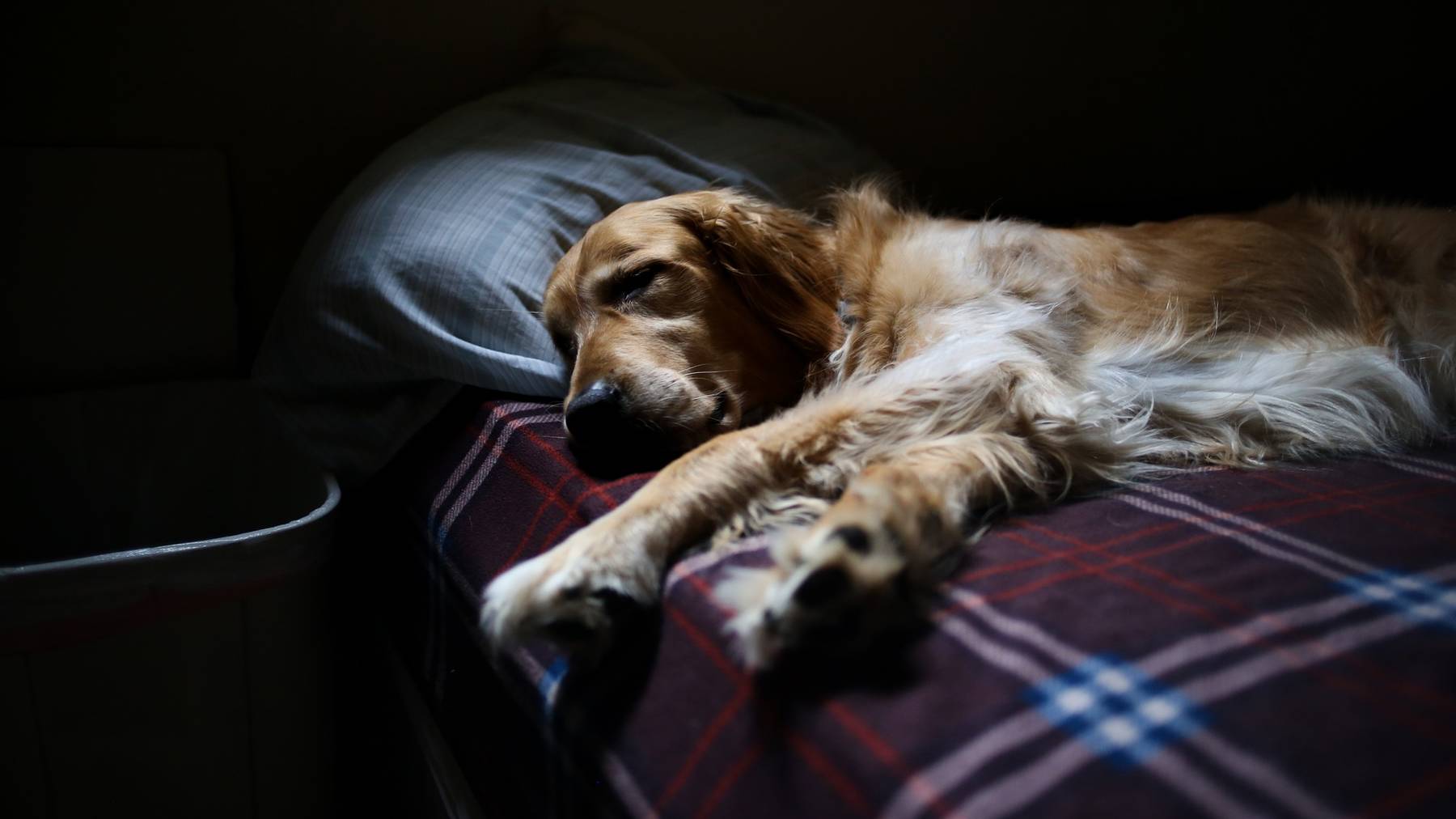 Hund im Bett – eine gute Idee?