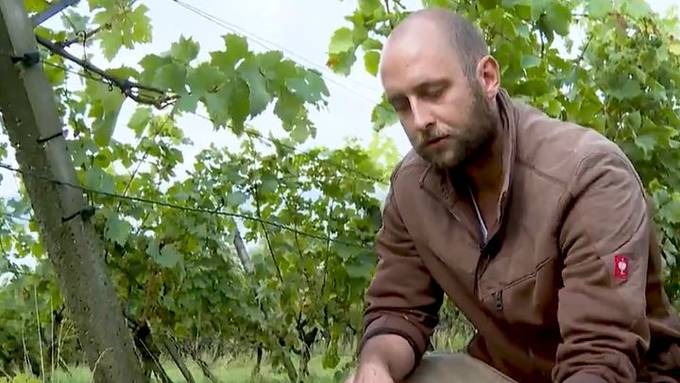 «Chunnt guet» – Zürcher Weinbauern freuen sich über gutes Jahr