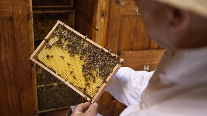 Im Vorarlberg sterben die Bienen