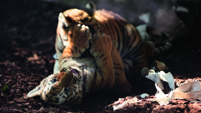 Baby-Tiger musste eingeschläfert werden