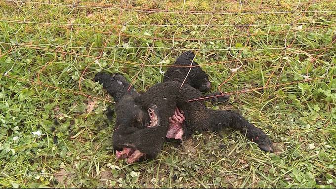 Nach Oftringer Tierdrama: Kanton zieht Konsequenzen