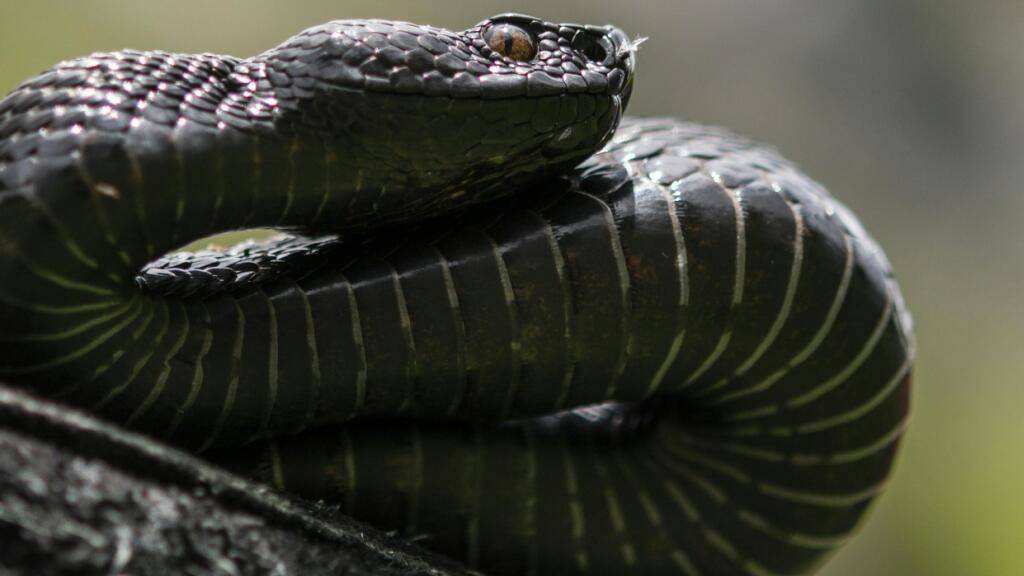 Mutmasslich eine Aspisviper hat am Montag einen 35-jährigen Kletterer bei Balsthal SO gebissen. Ein Rettungshelikopter flog den Mann ins Spital nach Bern, wo ein Gegengift bereitstand. (Symbolbild)