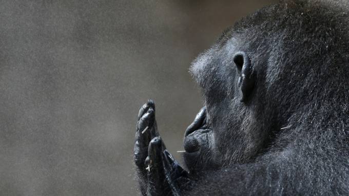 Kehlkopf-Entwicklung bei Affen schneller als bei Fleischfressern