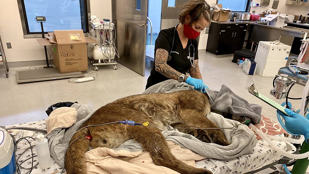 HANDOUT - Dr. Alex Herman untersucht den Puma  mit dem Spitznamen «Mr. Handsome» in der Tierklinik des Zoos von Oakland. Nach einem zweitägigen Streifzug durch die Straßen von San Francisco ist das Tier von Wildhütern geschnappt worden. Foto: -/Oakland Zoo/dpa - ACHTUNG: Nur zur redaktionellen Verwendung im Zusammenhang mit der aktuellen Berichterstattung und nur mit vollständiger Nennung des vorstehenden Credits