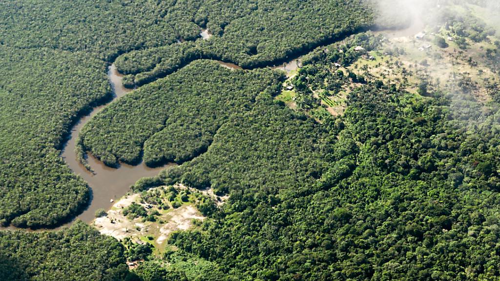 ARCHIV - Der Regenwald gilt als Lunge der Erde. Foto: Jens Büttner/dpa