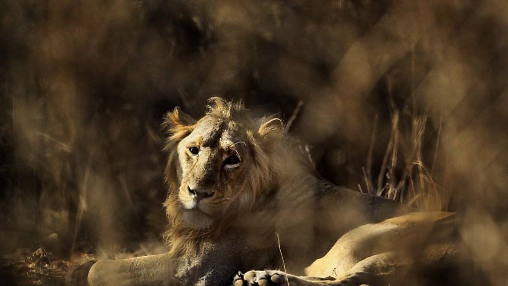 Rund 520 Asiatische Löwen leben im Gir-Nationalpark in Indien: Drei von ihnen sollen fortan in einem Zoo leben, weil sie Menschen gefressen haben. (Archivbild)