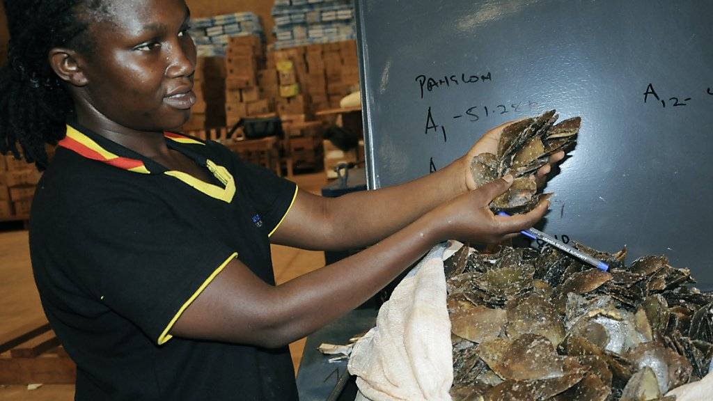 Neben Elfenbein fand der ugandische Zoll in dem Container aus dem Kongo auch 423 Kilo Panzer gefährdeter Schuppentiere (Pangoline). Zwei weitere Container wurden bisher noch nicht geleert.