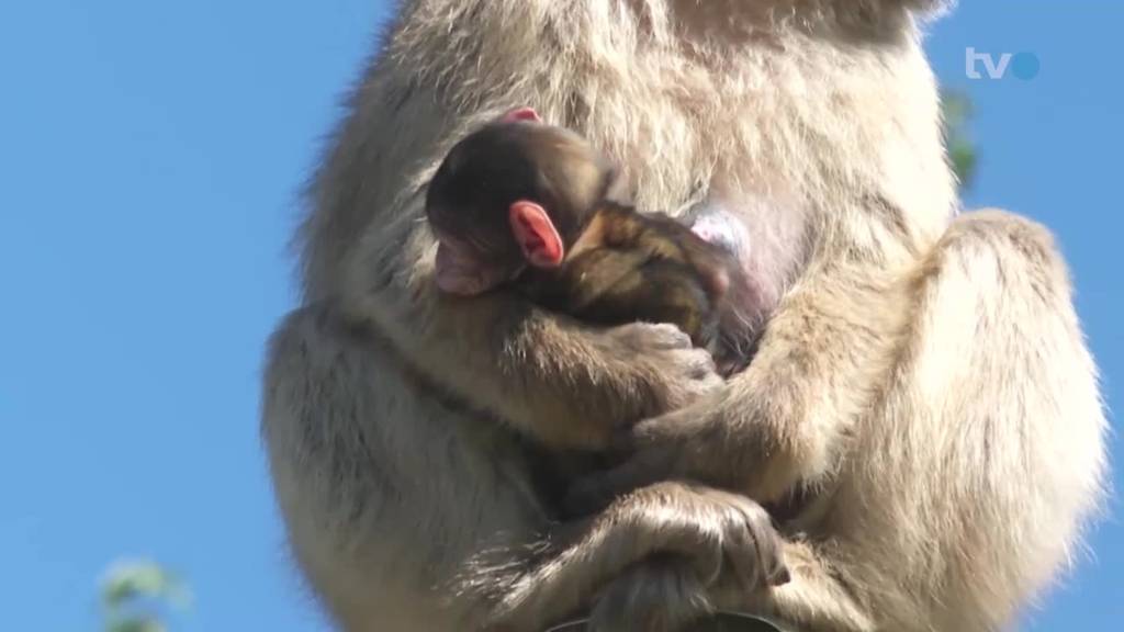 Zwei Berberaffen-Babys verzaubern die Besucher des Plättli-Zoos