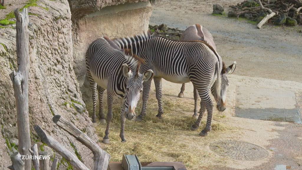 Zebrahengst gewöhnt sich im Zoo Zürich ein