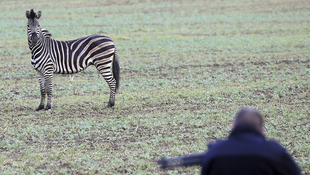 Vor der Flinte des Jägers: Das bei einem Zirkus ausgebüxte Zebra im ostdeutschen Tessin.