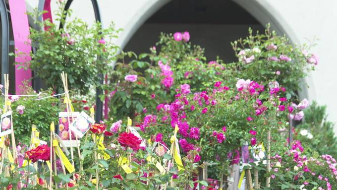 Es blüht und gedeiht: Ein Rosenmeer ziert Bischofszell