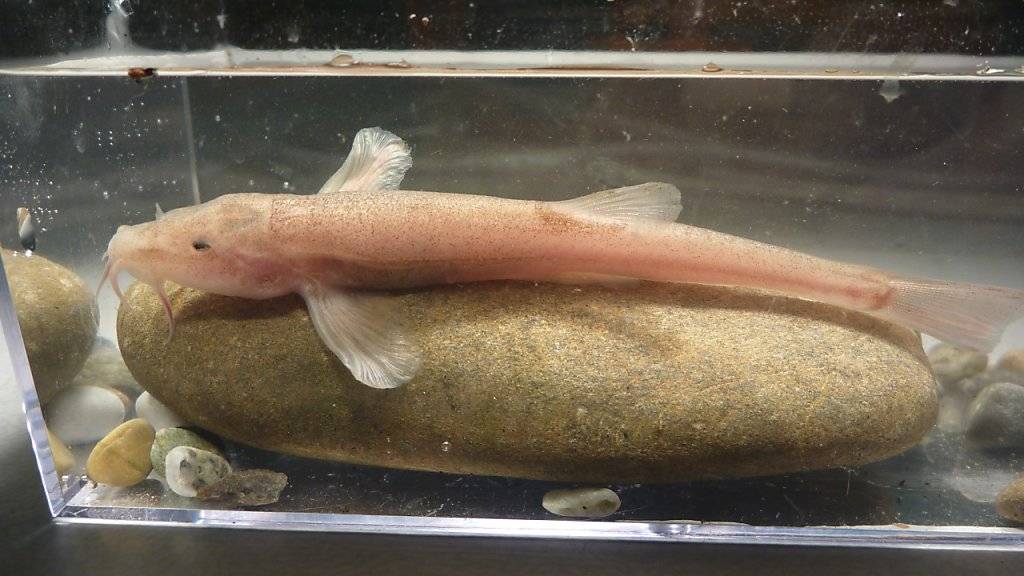 Ein männliches Exemplar des neu entdeckten Höhlenfischs. Er ist knapp 9 Zentimeter lang.