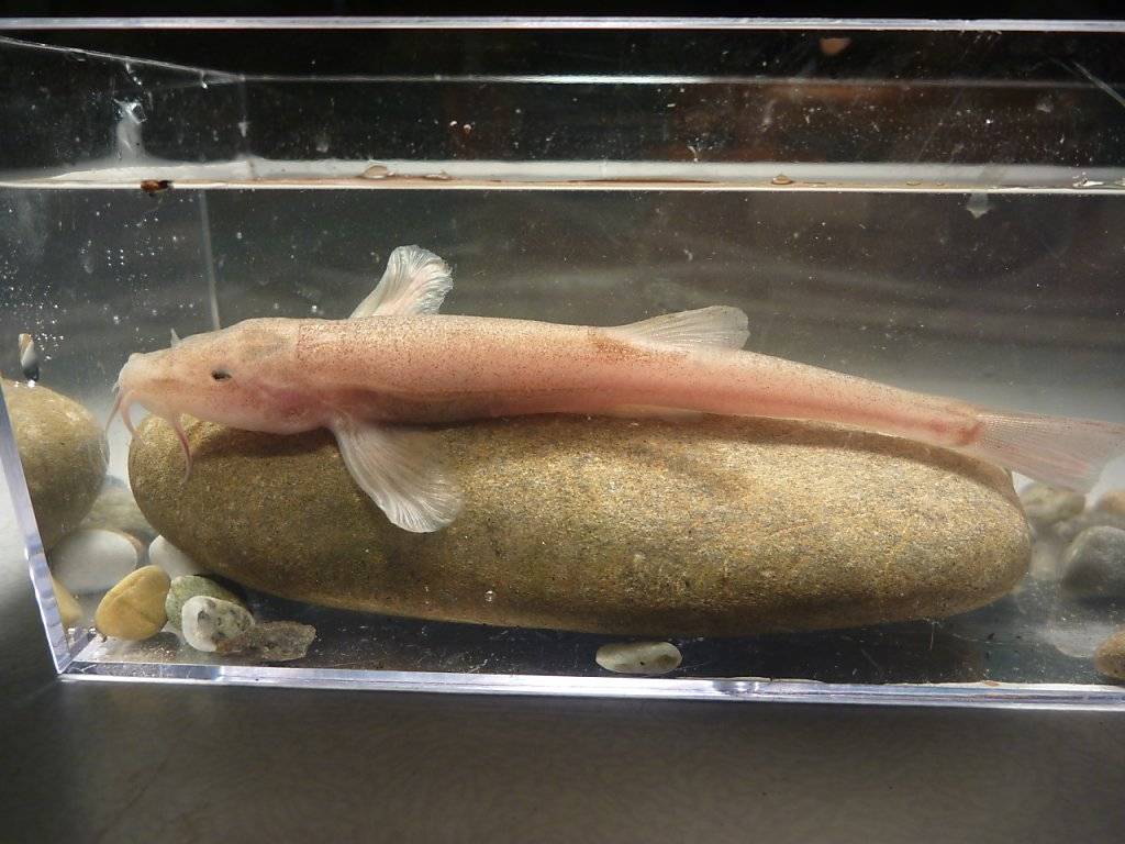 Ein männliches Exemplar des neu entdeckten Höhlenfischs. Er ist knapp 9 Zentimeter lang.