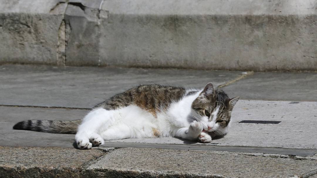 Cameron Geht Kater Larry Bleibt Das Sind Die Katzen In