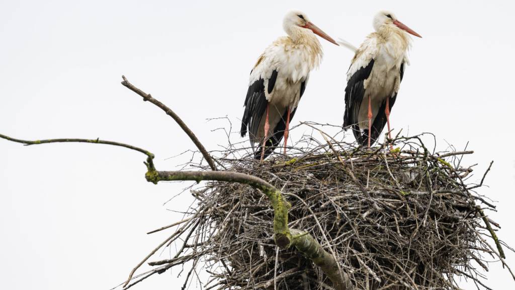 Statt die Reise nach Afrika anzutreten, überwintern immer mehr Störche direkt in der Schweiz. Das geänderte Zugverhalten und wirksame Schutzmassnahmen haben die Rückkehr der in der Schweiz einst ausgestorbenen Vögel möglich gemacht. (Archivbild)