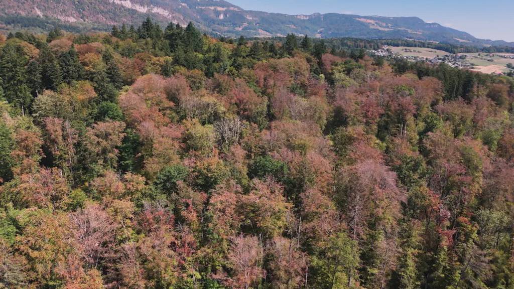 Trockenheit: Förster und Waldbesitzer schlagen Alarm