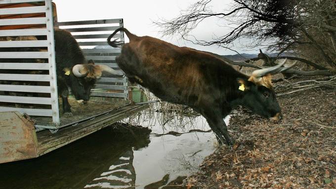 Nachfolger des Auerochsen in Tschechien ausgewildert