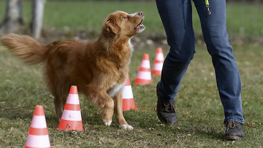 Wegen Rekursen war das neue Zürcher Hundegesetz mehrere Jahre blockiert. Nun kann es im Jahr 2025 doch noch eingeführt werden. Ab dann müssen alle Halterinnen und Halter in einen Kurs, nicht nur jene von «grossen und massigen» Vierbeinern. (Symbolbild)