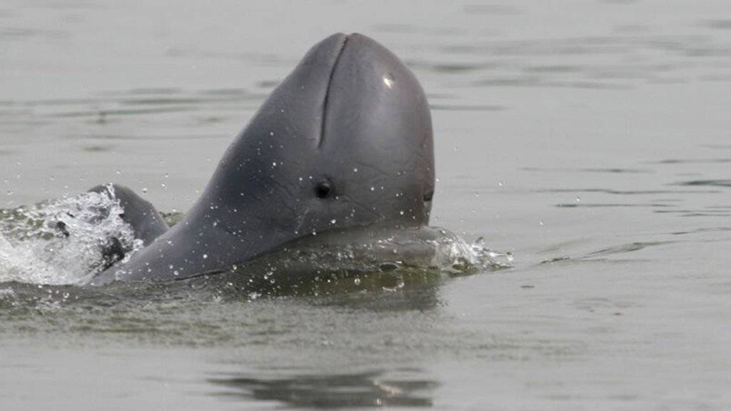 Der Irawadidelfin lebt in südostasiatischen Küstenregionen und gilt als stark gefährdet.