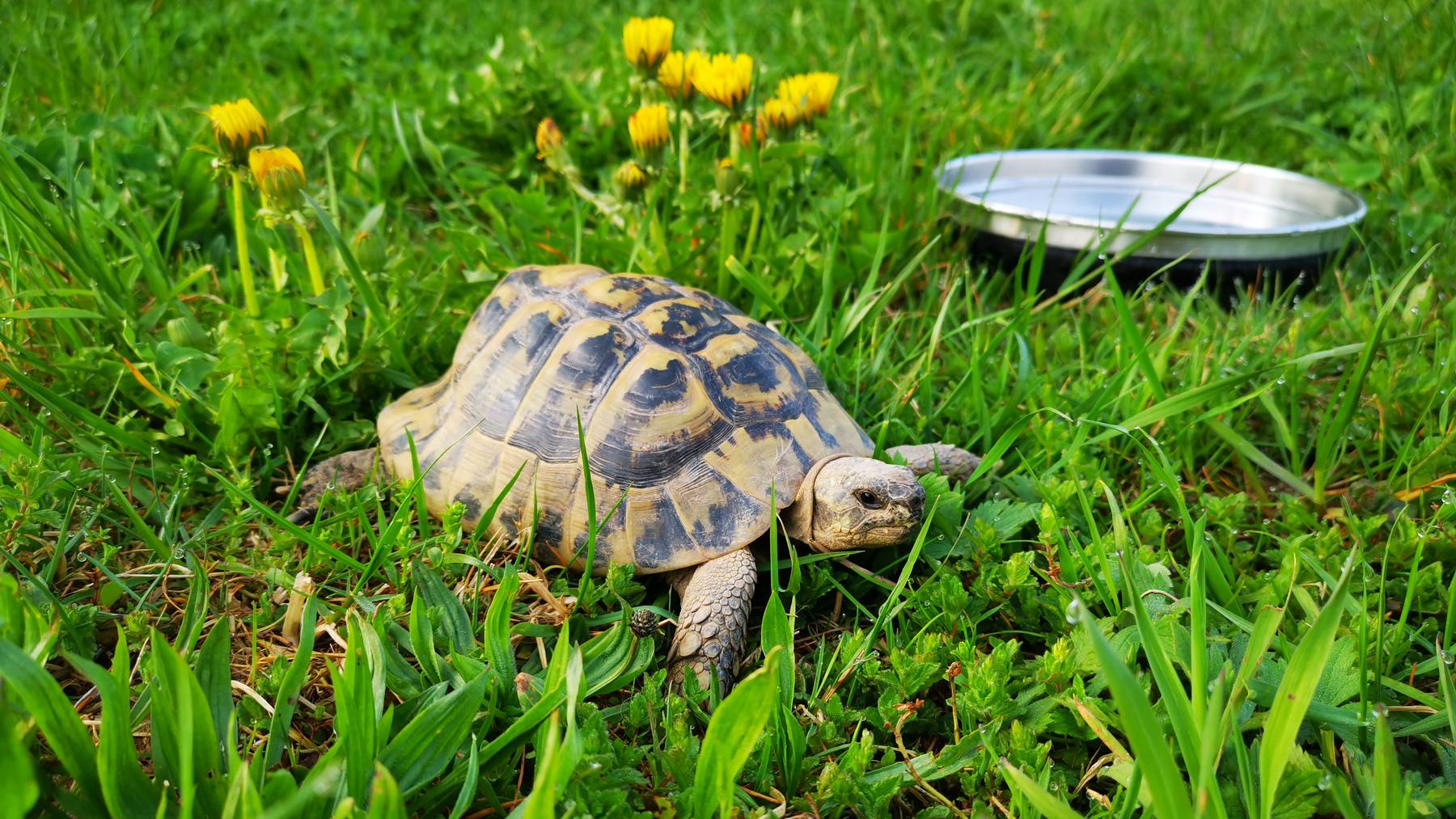 Griechische Landschildkröten 