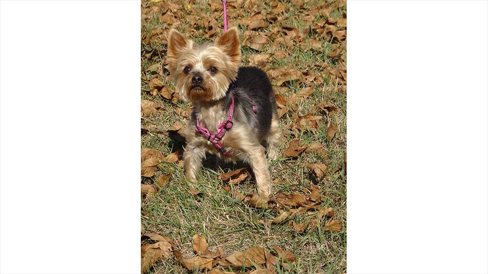 Diana Yorkshire Terrier (braun-schwarz)