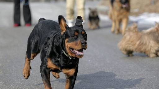 Zwei Kinder in Adlikon von Hund gebissen und verletzt