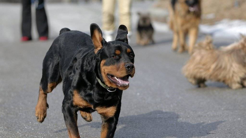 Ein Rottweiler hat am Dienstag mehrere Personen im Kanton Regensdorf attackiert. (Archivbild)