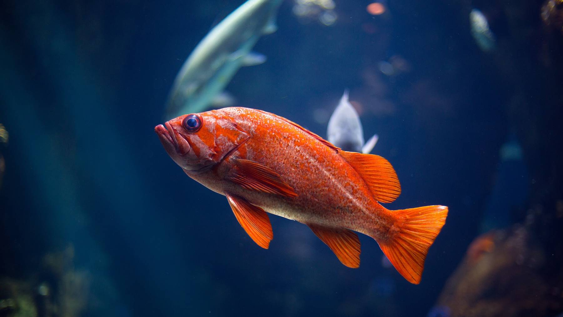 Spannende Und Lustige Fakten Uber Fische Radio 24