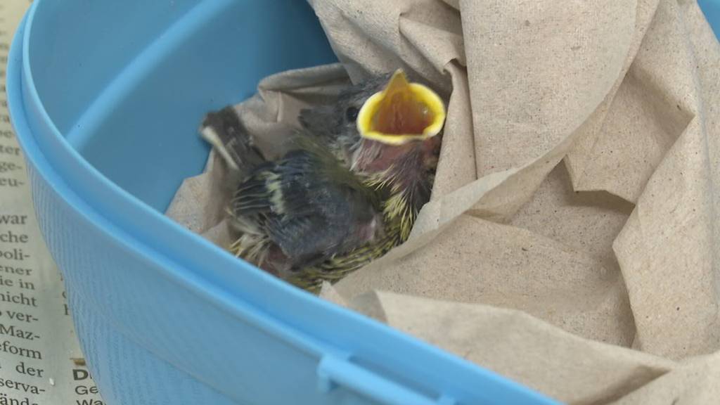 Aufpäppeln im Akkord – Darum brauchen so viele Wildvögel in der Ostschweiz Hilfe