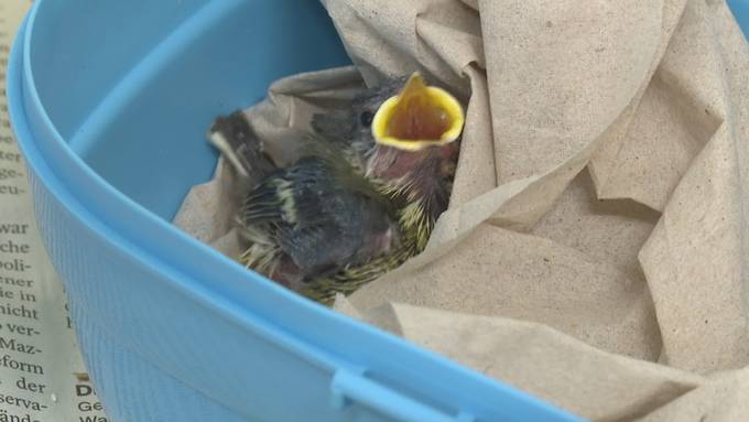 Aufpäppeln im Akkord – darum brauchen so viele Wildvögel in der Ostschweiz Hilfe