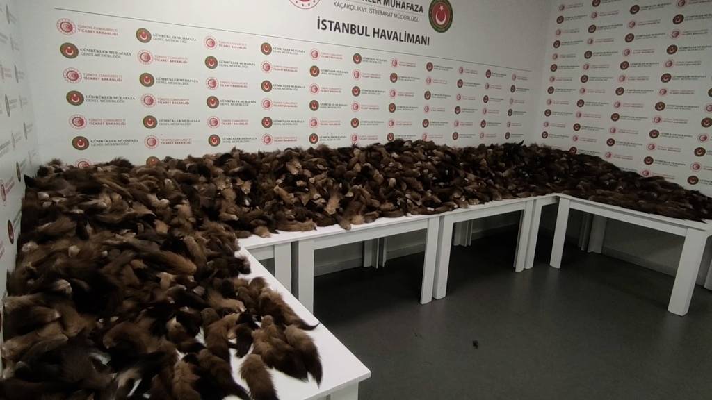 Flughafenzoll in Istanbul beschlagnahmt 10'000 Fuchsschwänze