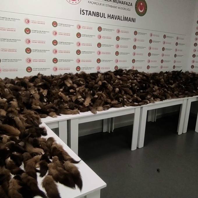 Flughafenzoll in Istanbul beschlagnahmt 10'000 Fuchsschwänze
