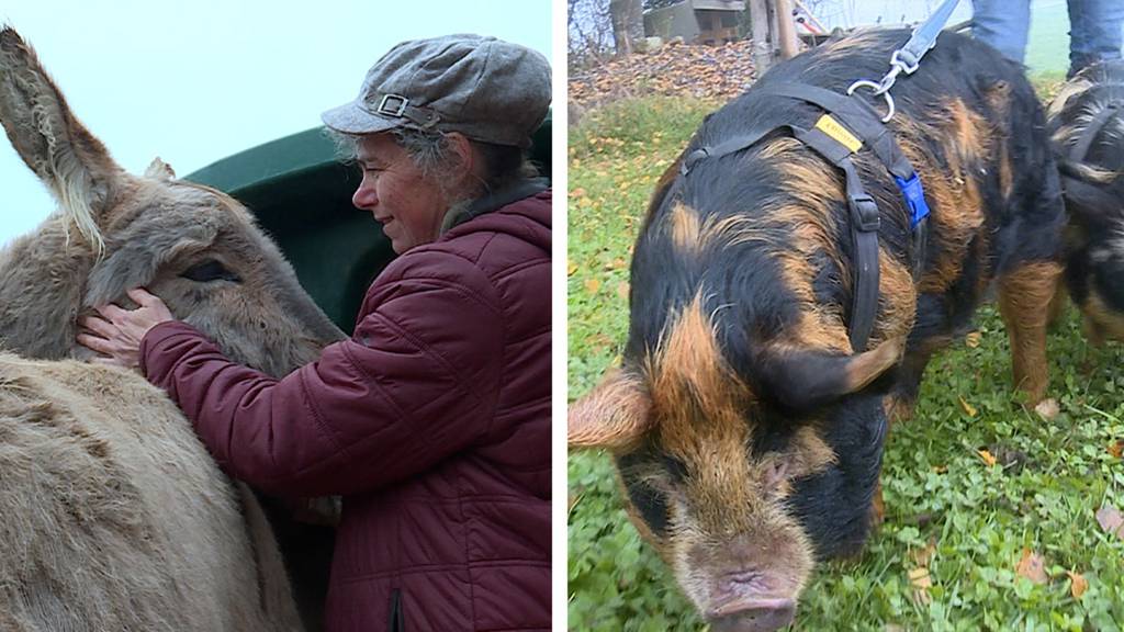 Esel-Haltung / Schweine Gstältli