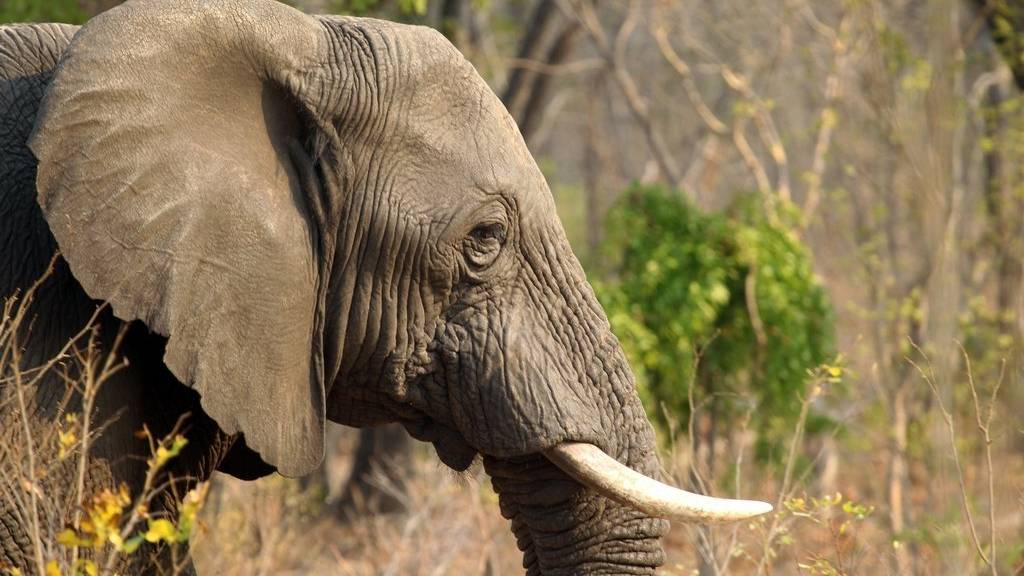 Elefant in Simbabwe