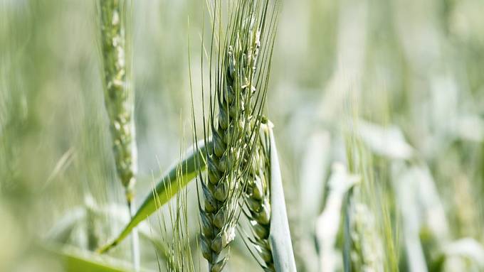 Studie: Bio-Landbau könnte Welt ernähren