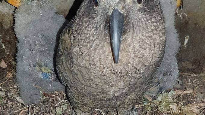 Baby-Boom im Walter Zoo hält an