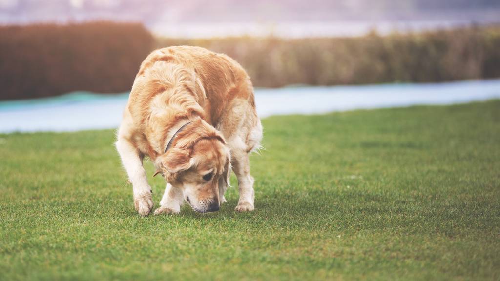 Nachdem ein Hund Futter auf einer Wiese frass, wäre er beinahe gestorben. (Symbolbild)