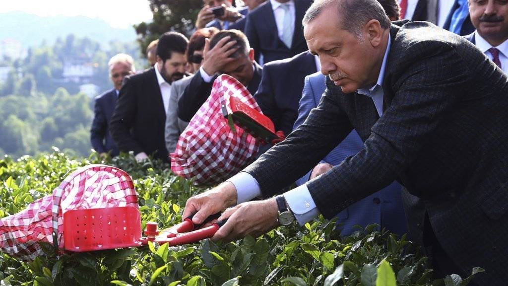 Der türkische Präsident Recep Tayyip Erdogan bei der Tee-Ernte: Weil er eine Änderung des umstrittenen Anti-Terror-Gesetzes ablehnt, kann die Visafreiheit für Türken wohl nicht mehr in diesem Jahr umgesetzt werden.