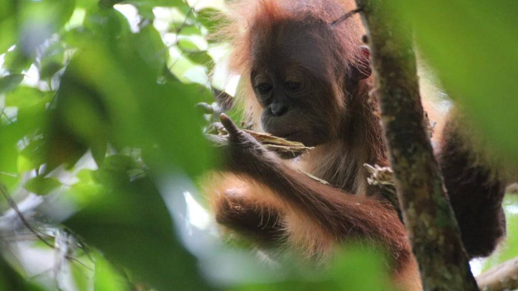 Ein wilder junger Orang-Utan namens Eden erkundet ein Stück Holz.