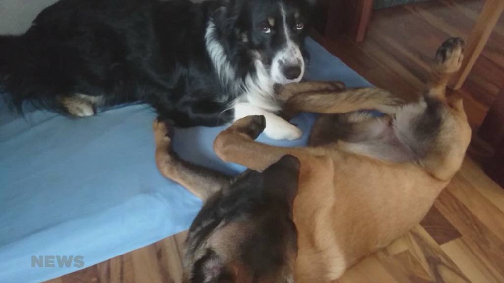 Hundemarken-Zoff im Balsthal