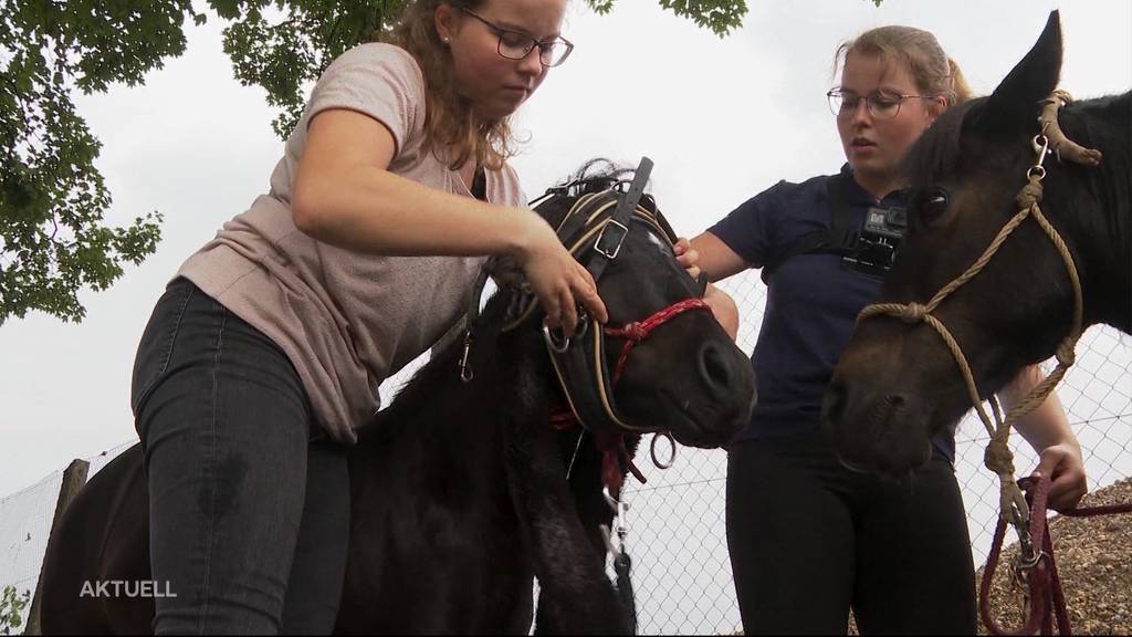 Freiämter Zwillinge reisen per Pony-Kutsche an den Genfersee