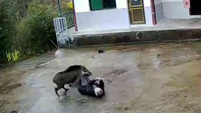  Brutaler Angriff: Wildschwein attackiert 70-jährigen Mann